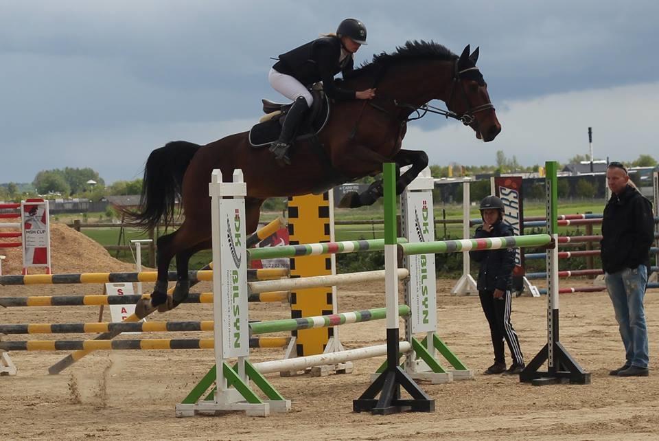 Dansk Varmblod Happy Heart C  - MB 125 cm. 2016 billede 10