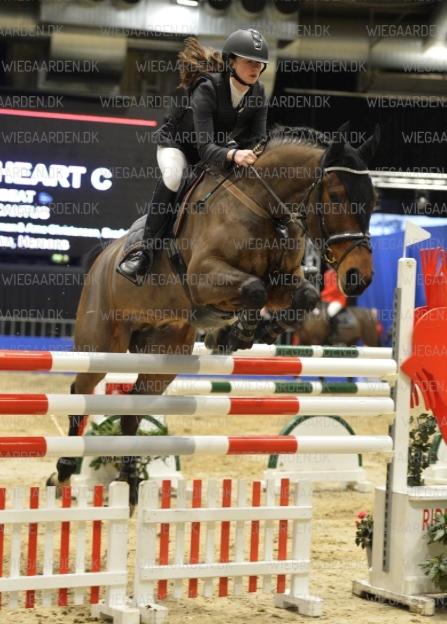 Dansk Varmblod Happy Heart C  - Hest og rytter Herning 2015 - 7 års championat billede 6