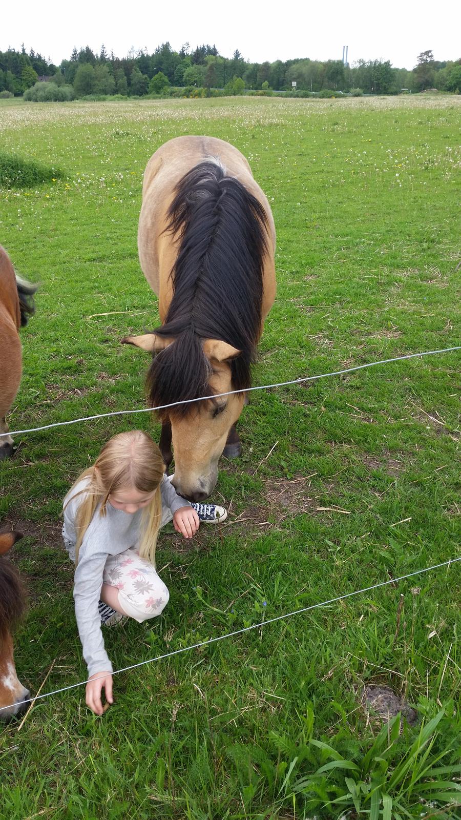 Anden særlig race Vegenå Beautie  solgt billede 8