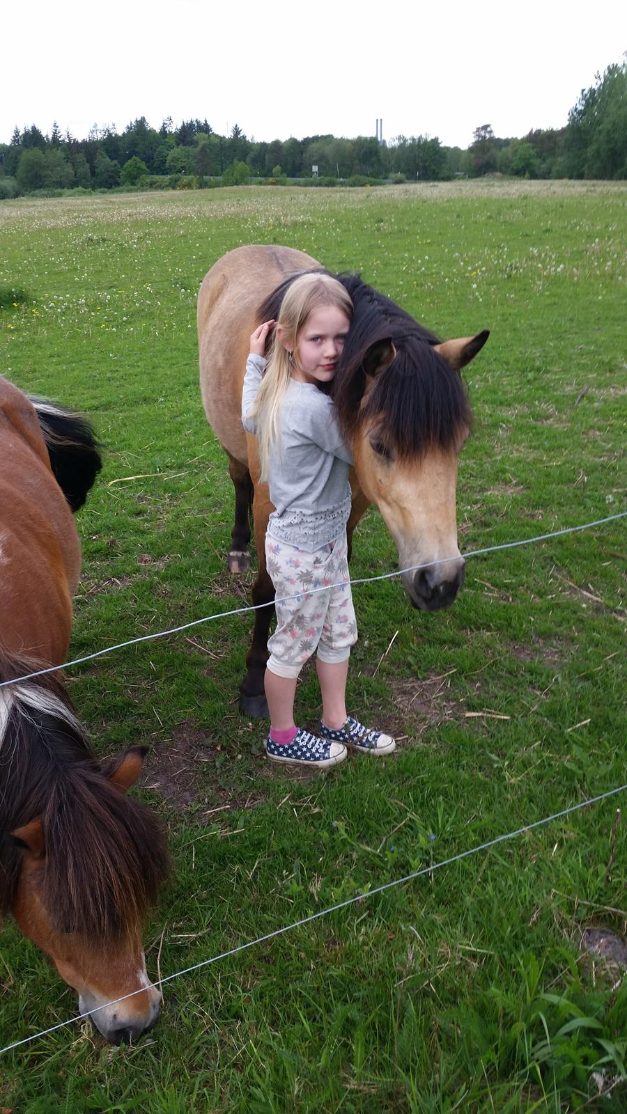 Anden særlig race Vegenå Beautie  solgt billede 9