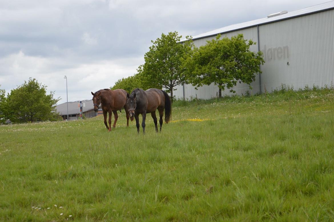 Dansk Varmblod Løgtoft's Diago. Tidl. Hest billede 8