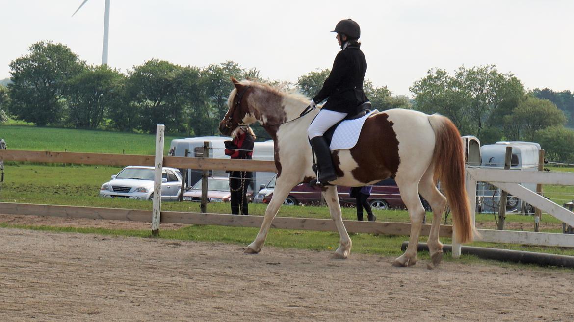 Pinto Araber Lauge's diablo *2020* billede 3