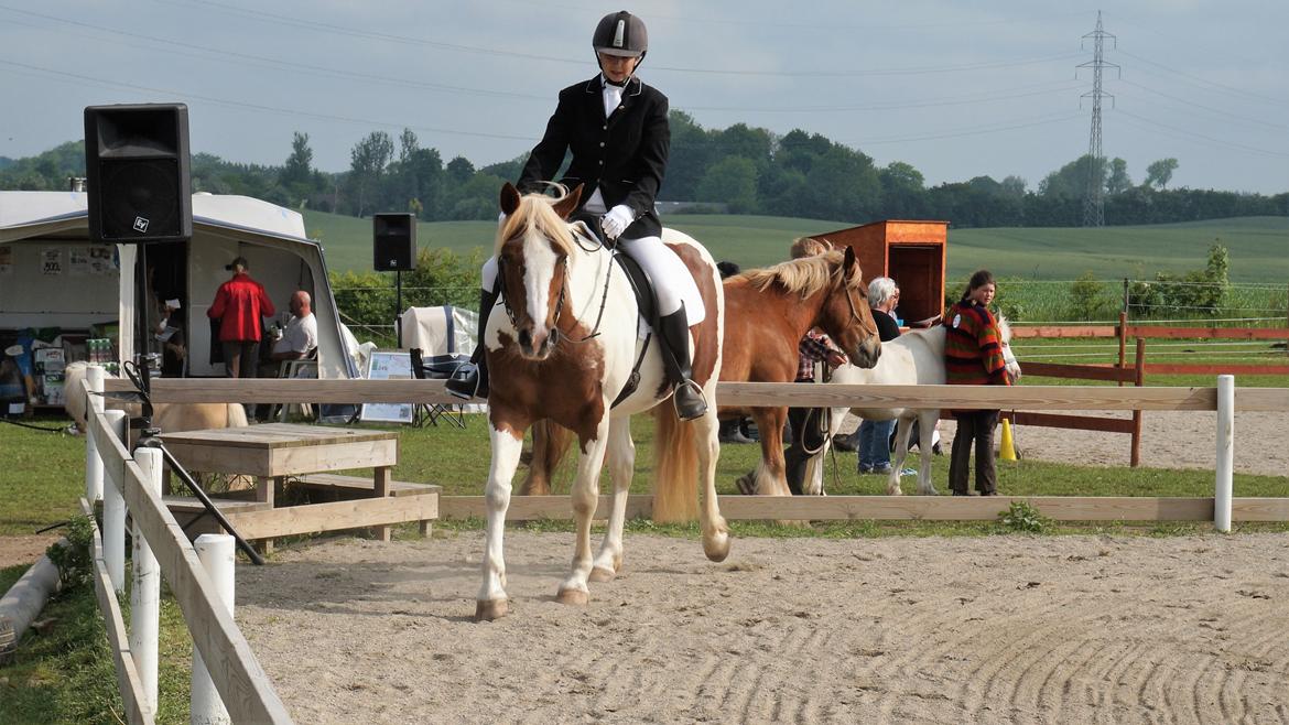 Pinto Araber Lauge's diablo *2020* billede 4