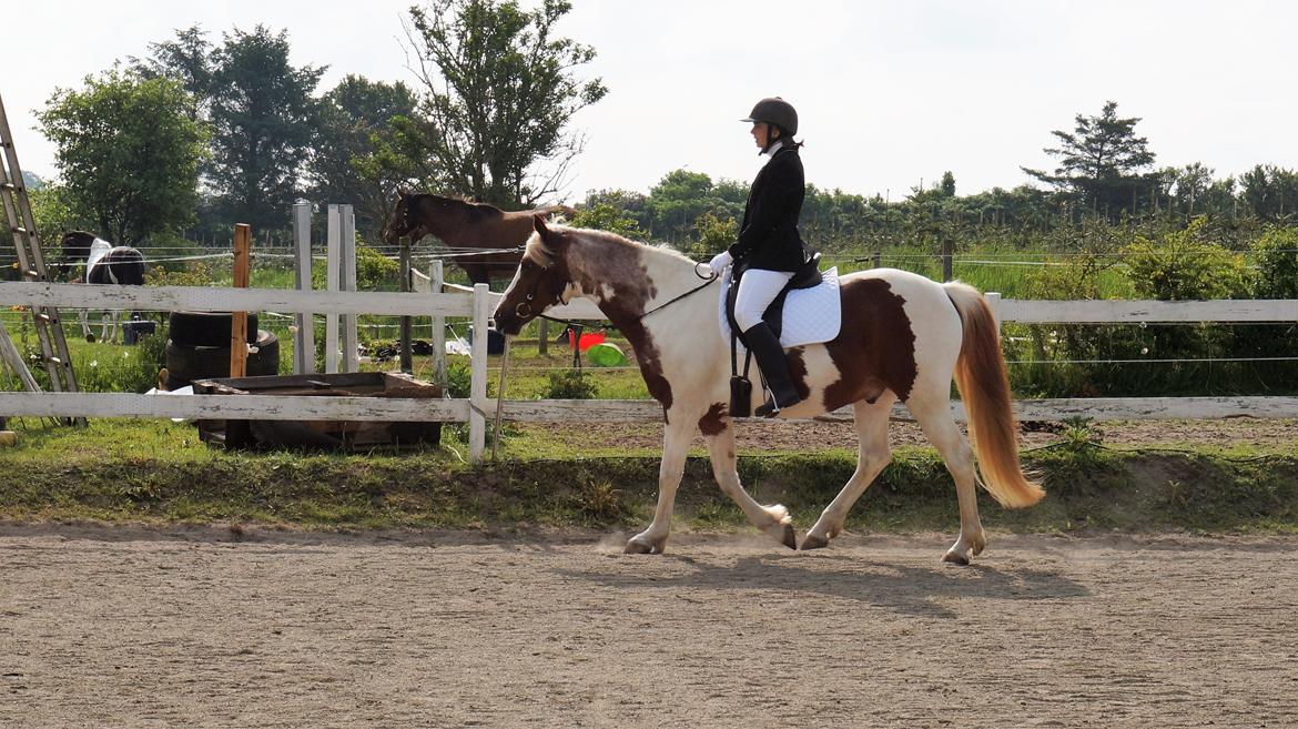 Pinto Araber Lauge's diablo *2020* billede 5