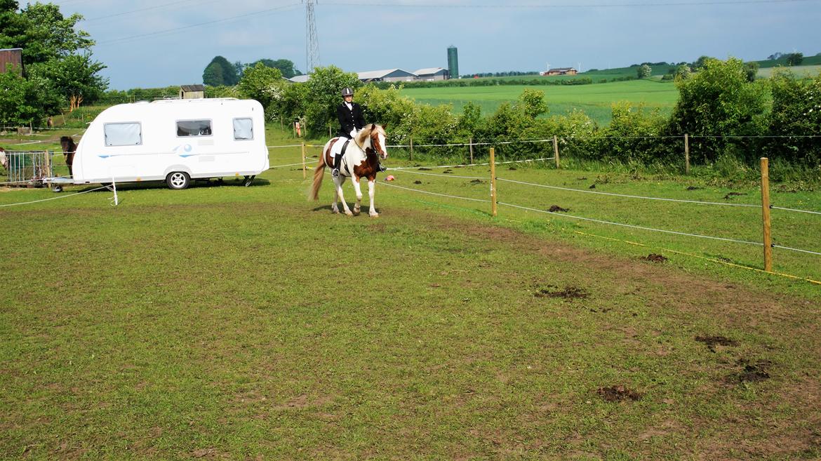 Pinto Araber Lauge's diablo *2020* billede 6