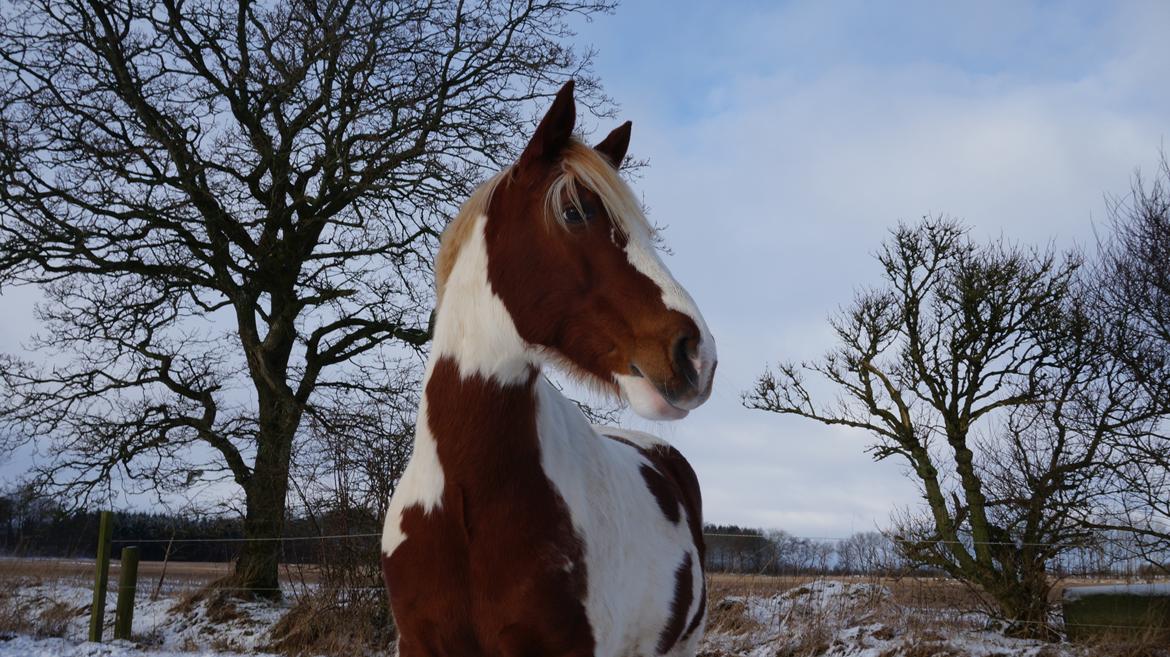 Pinto Araber Lauge's diablo *2020* billede 7