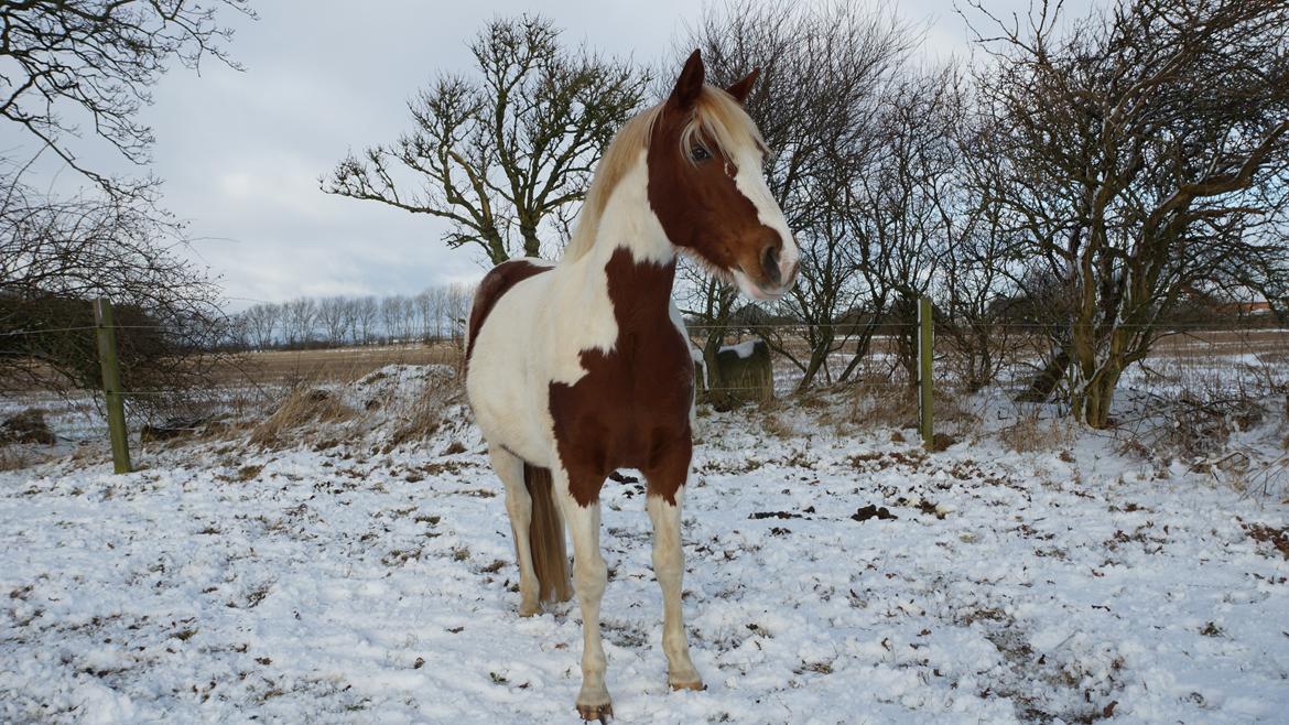 Pinto Araber Lauge's diablo *2020* billede 8