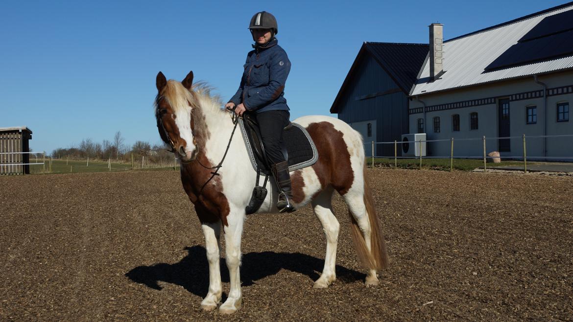 Pinto Araber Lauge's diablo *2020* billede 9