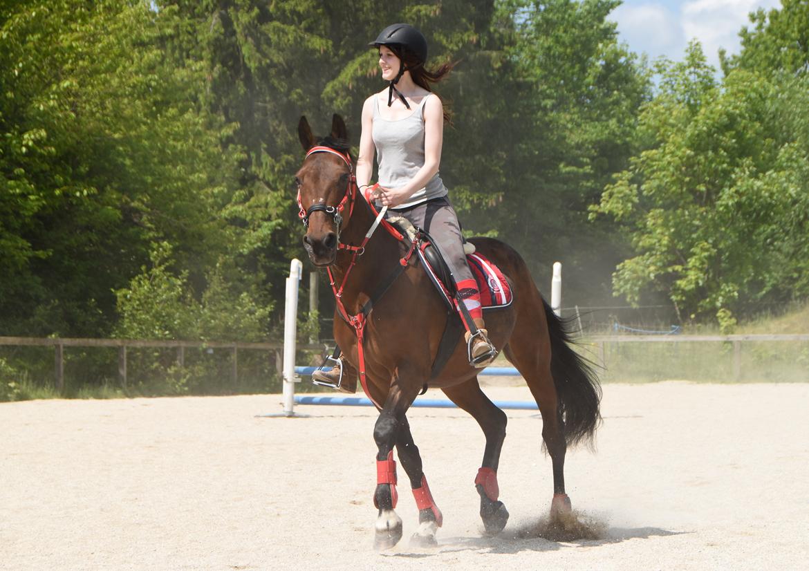 Traver Borlis Alf - Spring maj 2016. billede 20