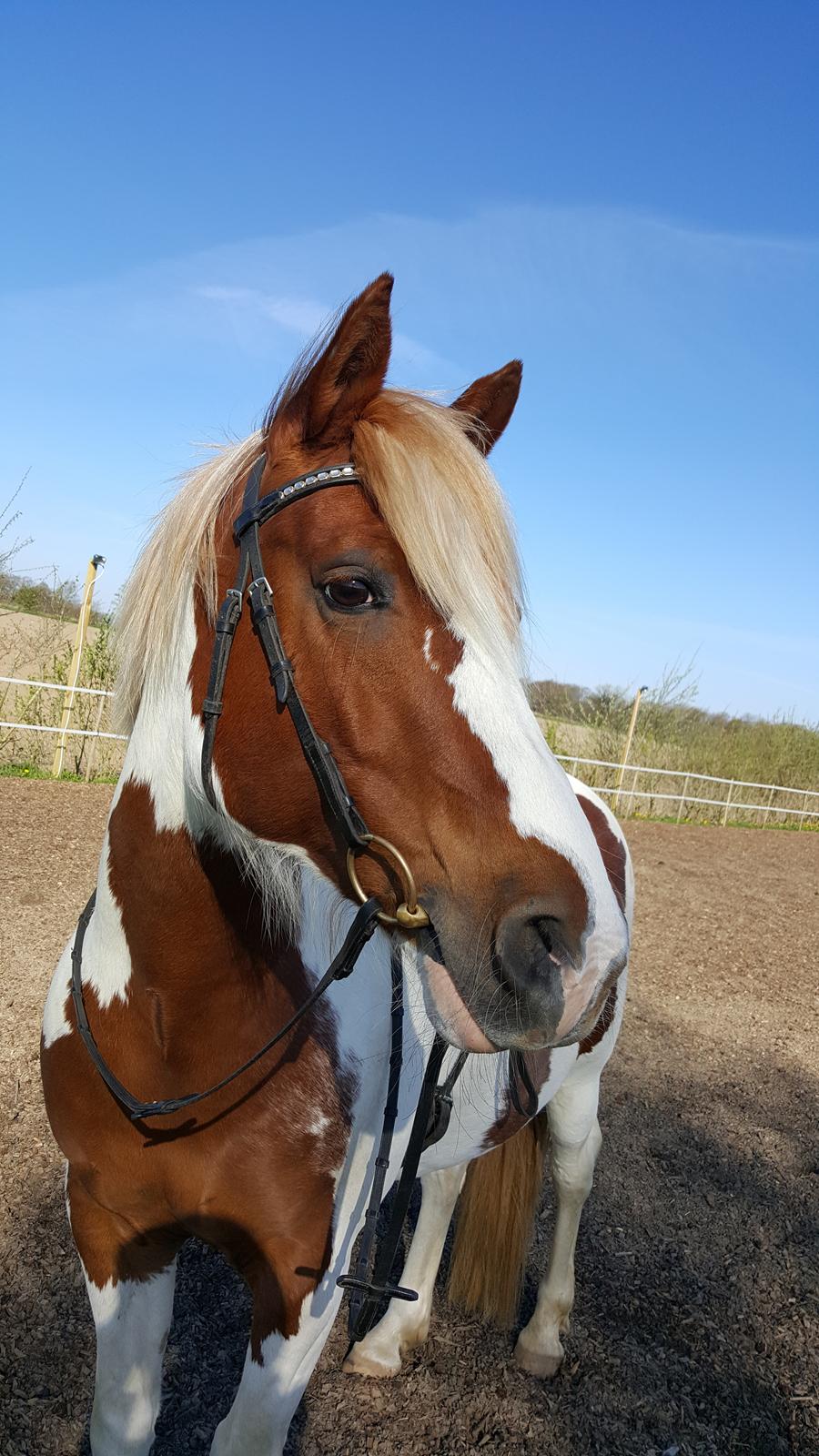 Pinto Araber Lauge's diablo *2020* billede 2