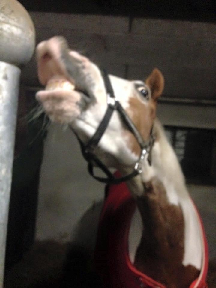 Pinto Darupgaards Ven(nus) Aurigae - Smiiilll!! billede 5