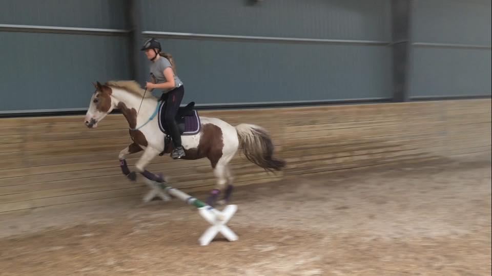 Pinto Darupgaards Ven(nus) Aurigae - spring i cordeo billede 4