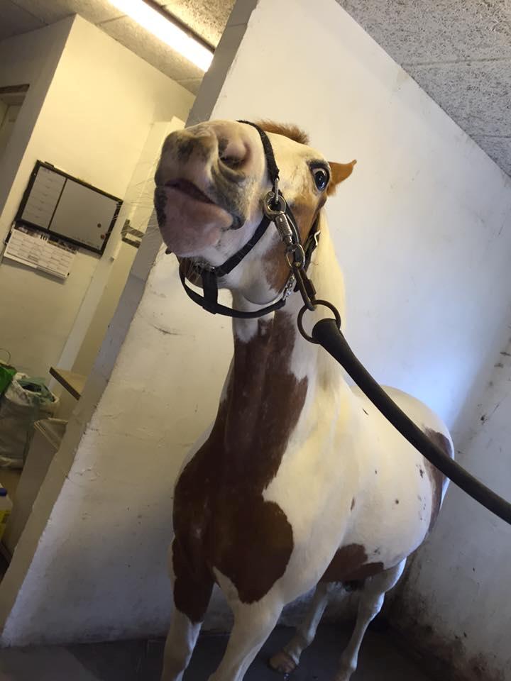 Pinto Darupgaards Ven(nus) Aurigae - hallo jeg kan se den godbid giv mig den NU!!! xD billede 7