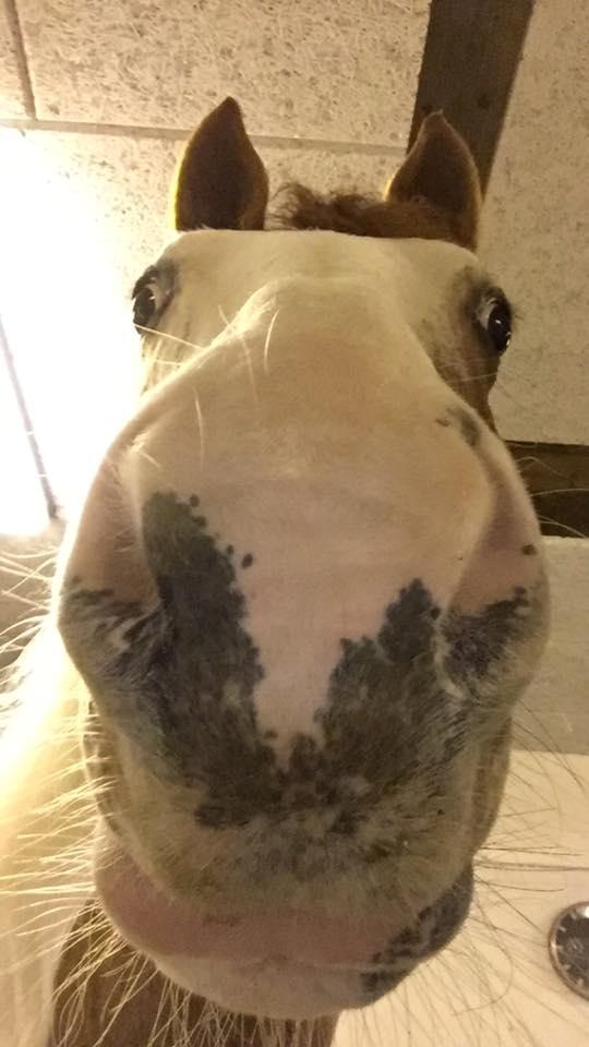 Pinto Darupgaards Ven(nus) Aurigae - selfiee billede 6