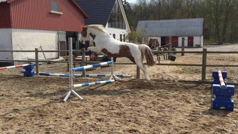 Pinto Darupgaards Ven(nus) Aurigae - Velkommen til Aurigaes profil! 80cm! billede 1