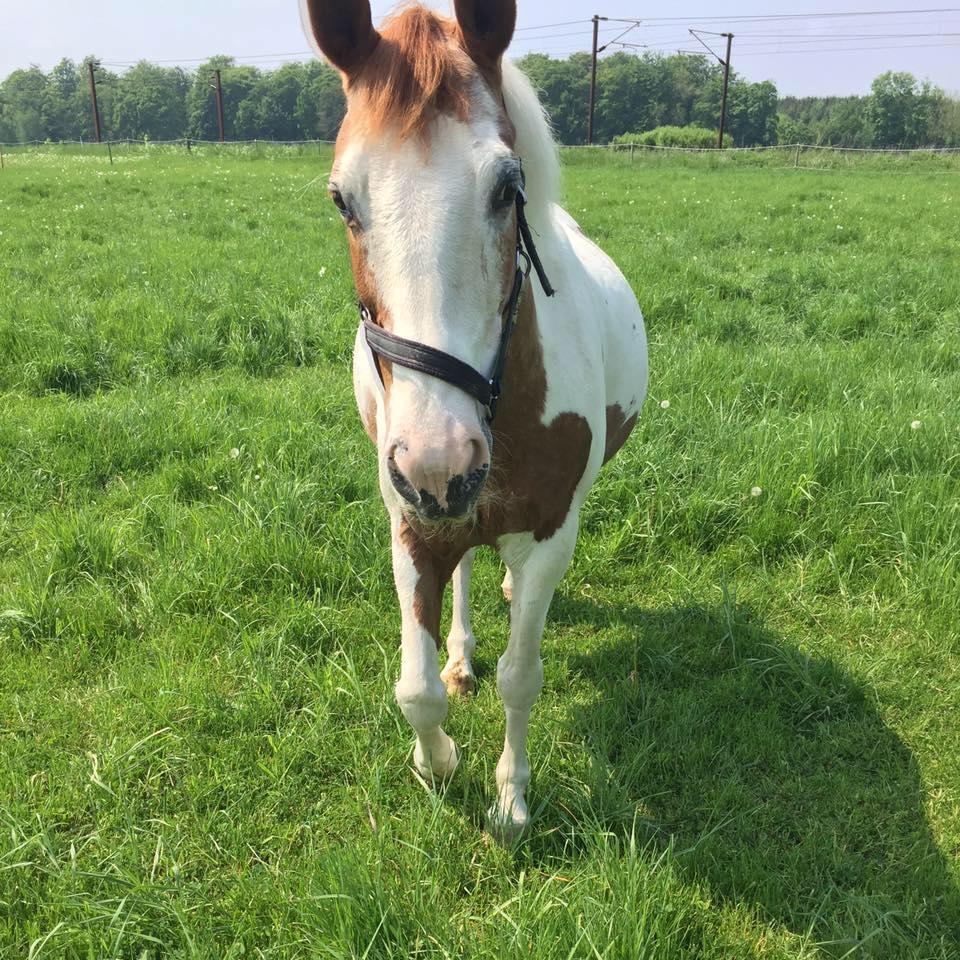 Pinto Darupgaards Ven(nus) Aurigae billede 10