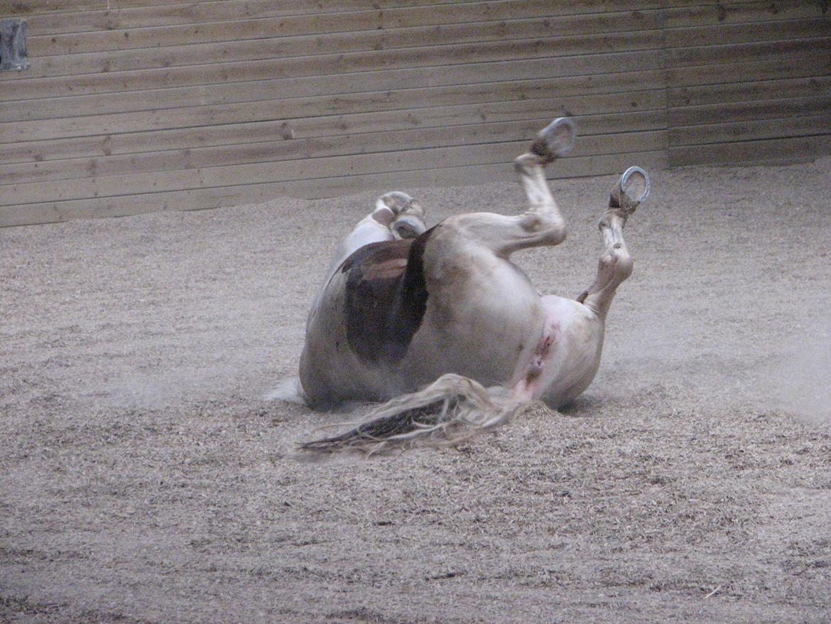 Pinto Darupgaards Ven(nus) Aurigae - Liiige en rulle tur billede 11