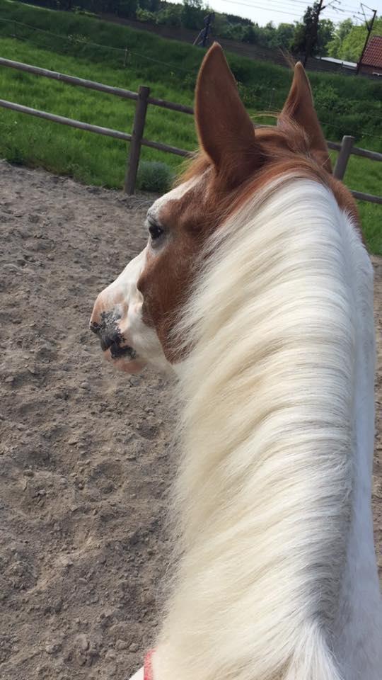 Pinto Darupgaards Ven(nus) Aurigae billede 12