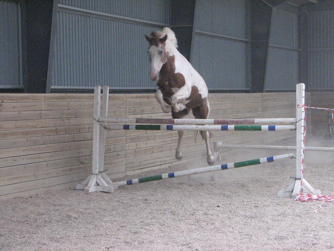 Pinto Darupgaards Ven(nus) Aurigae - 110/115cm  billede 3