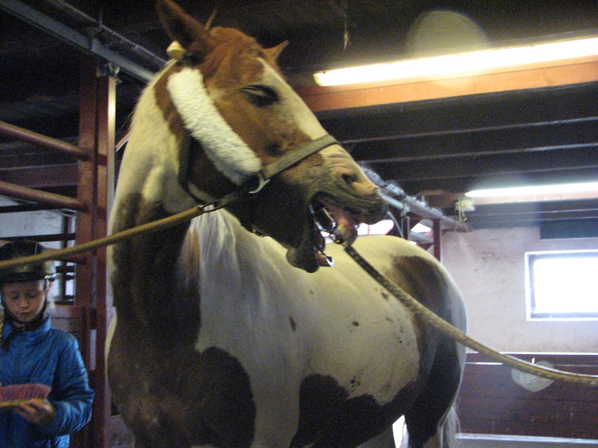 Pinto Darupgaards Ven(nus) Aurigae - meget træt pony xD billede 13