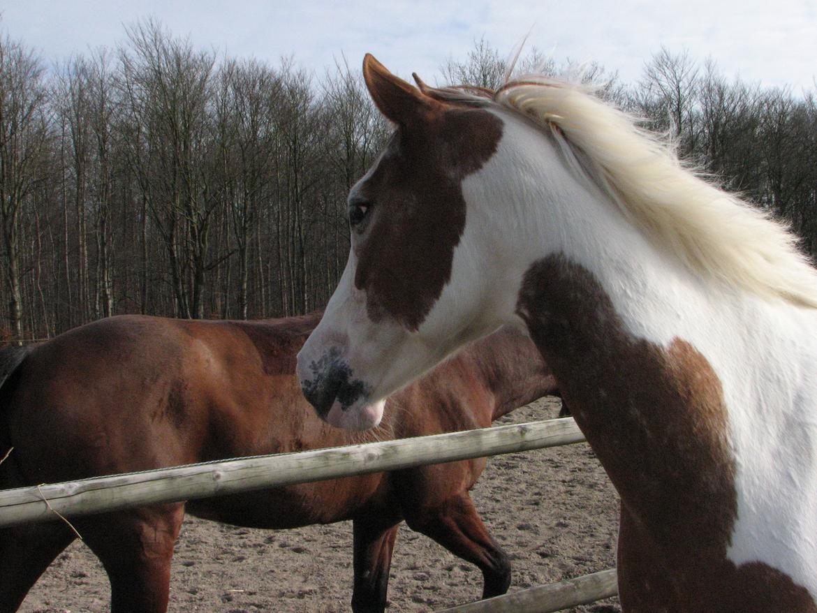 Pinto Darupgaards Ven(nus) Aurigae - smukke prinsesse billede 14