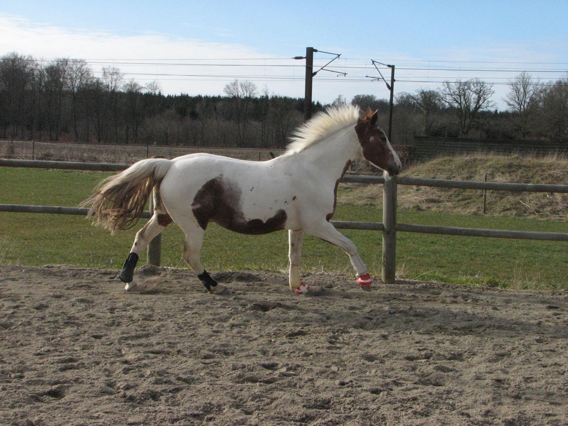 Pinto Darupgaards Ven(nus) Aurigae billede 15