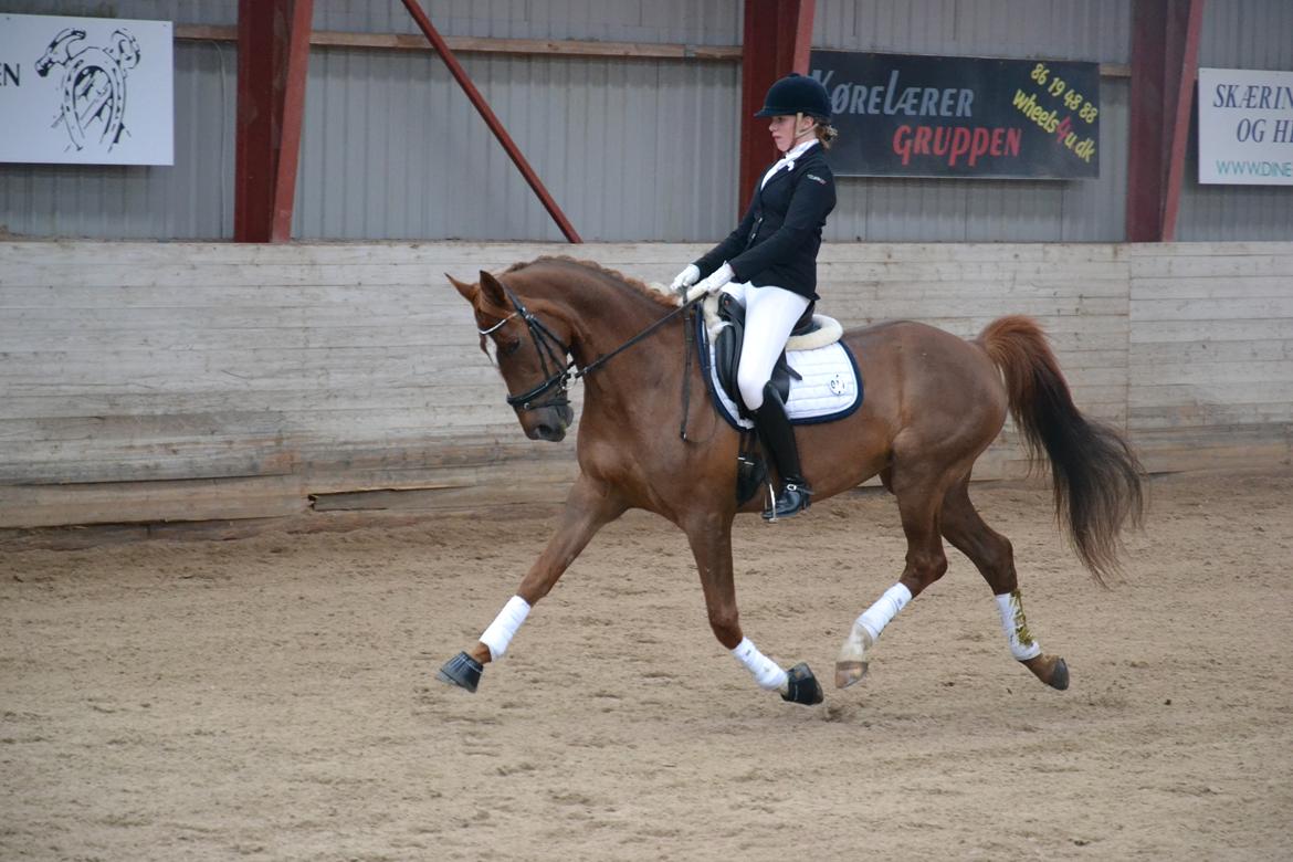 Dansk Varmblod Aysia e - Åstrup maj 2016 billede 9