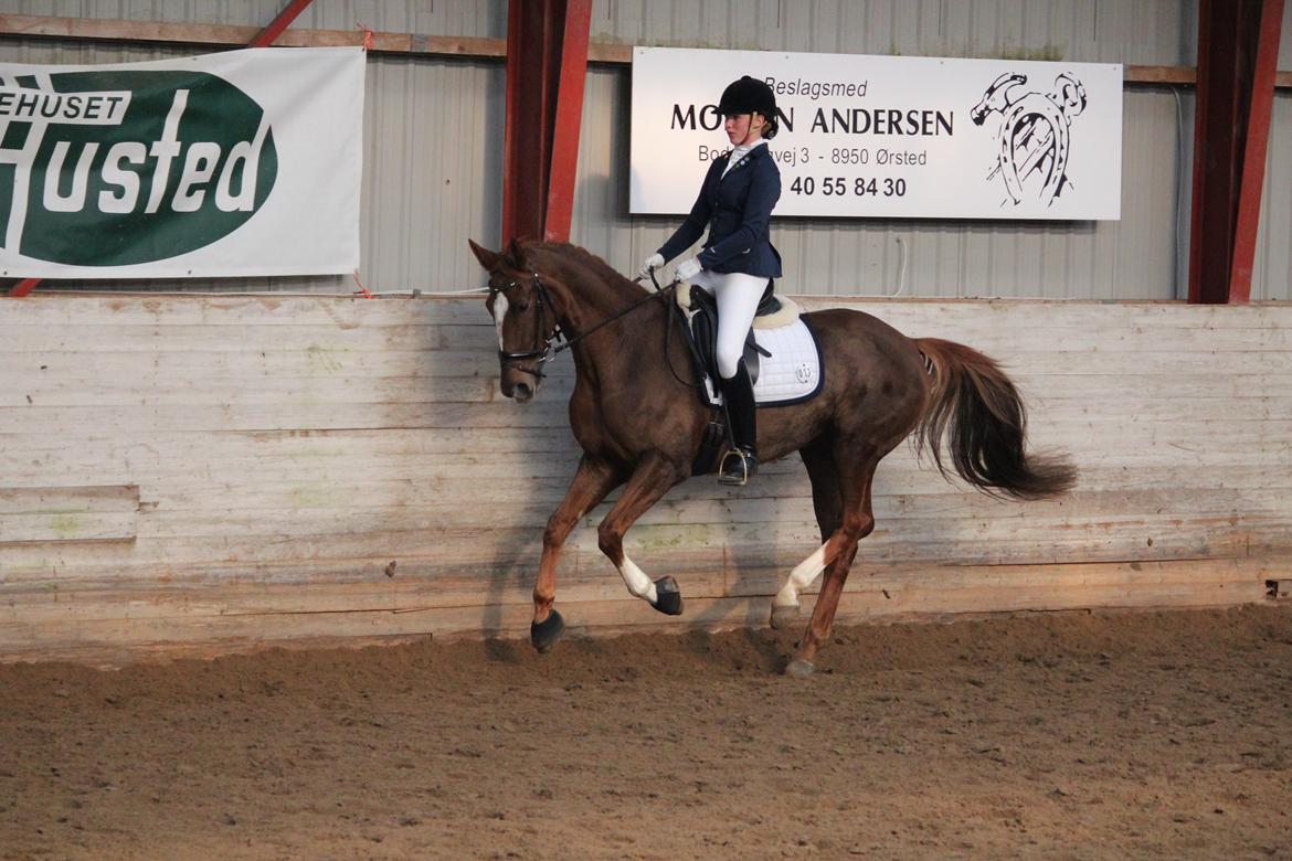 Dansk Varmblod Aysia e billede 11