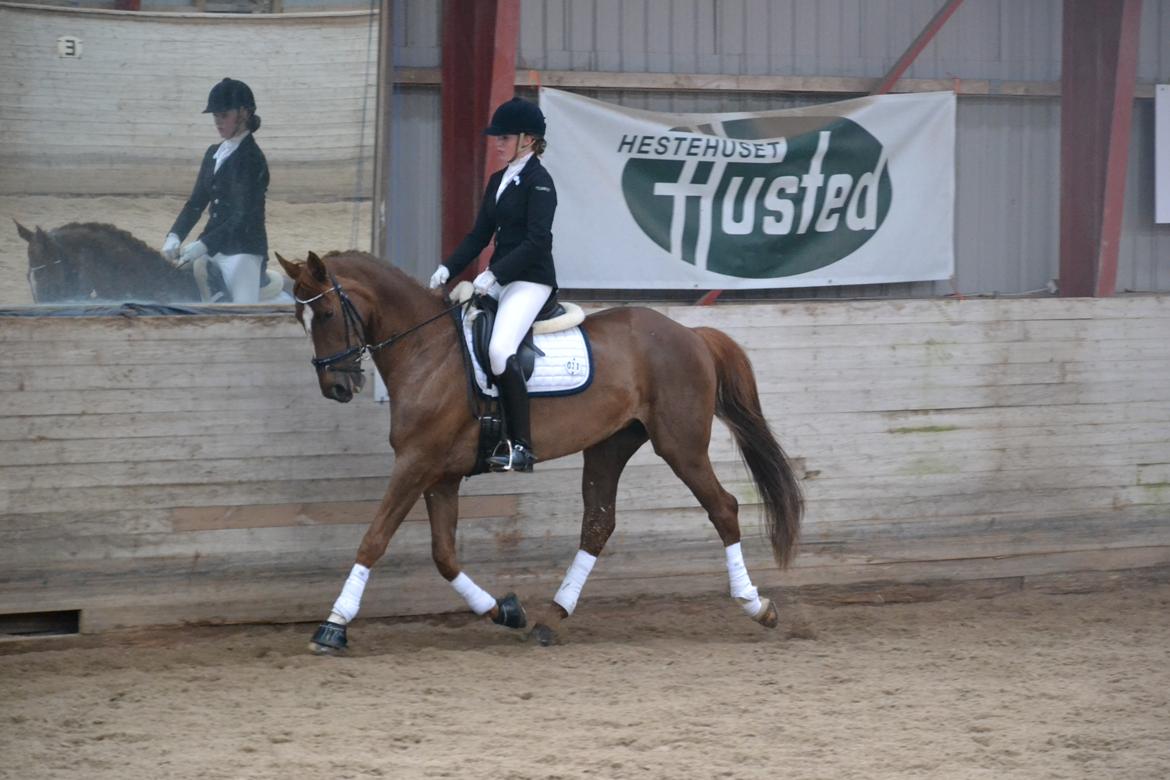 Dansk Varmblod Aysia e - Åstrup Maj 2016 billede 14