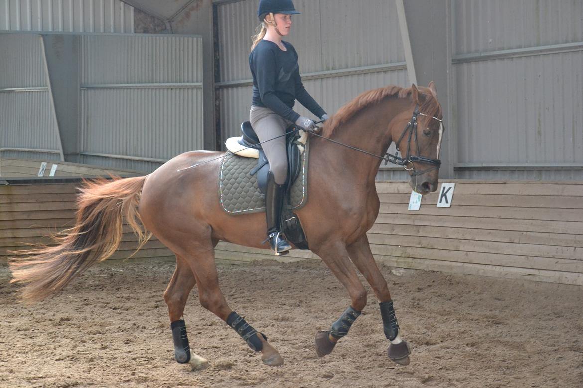 Dansk Varmblod Aysia e - Træning maj 2016 billede 15