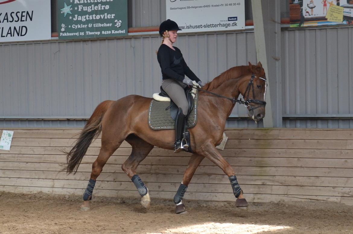Dansk Varmblod Aysia e - Træning maj 2016 billede 17