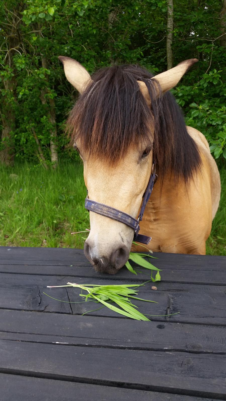 Anden særlig race Vegenå Beautie  solgt billede 10