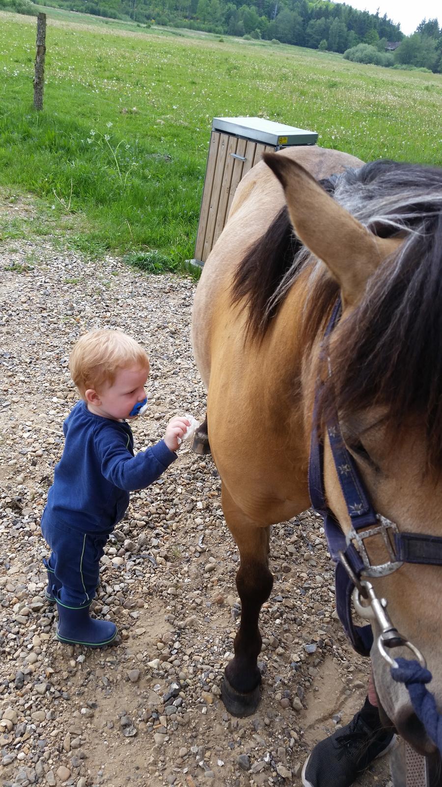 Anden særlig race Vegenå Beautie  solgt billede 13