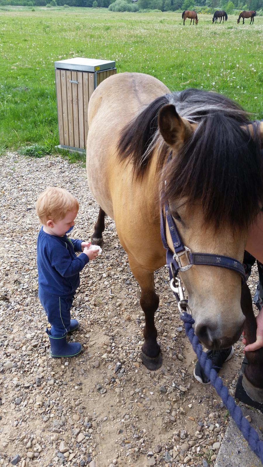 Anden særlig race Vegenå Beautie  solgt billede 14
