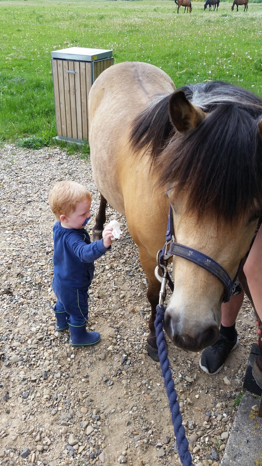 Anden særlig race Vegenå Beautie  solgt billede 15