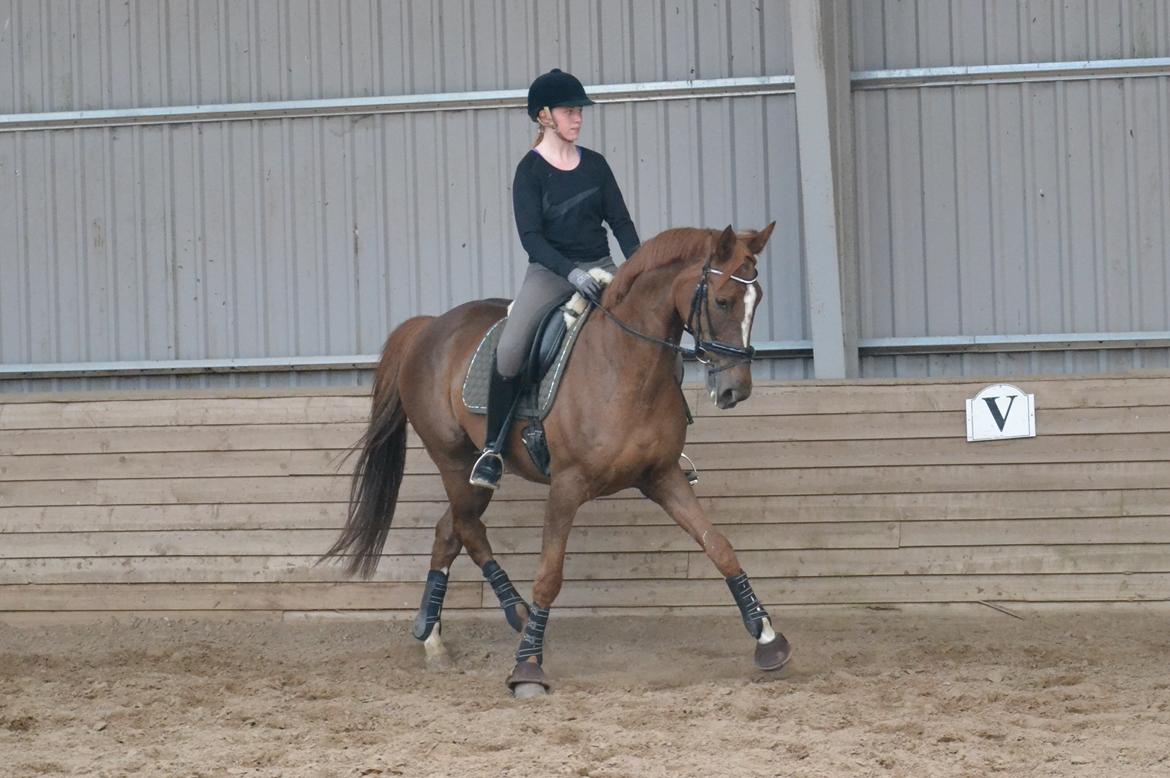 Dansk Varmblod Aysia e - Træning maj 2016 billede 1