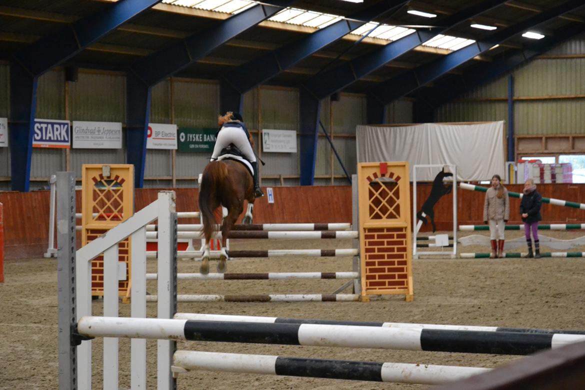 Dansk Varmblod Aysia e billede 19