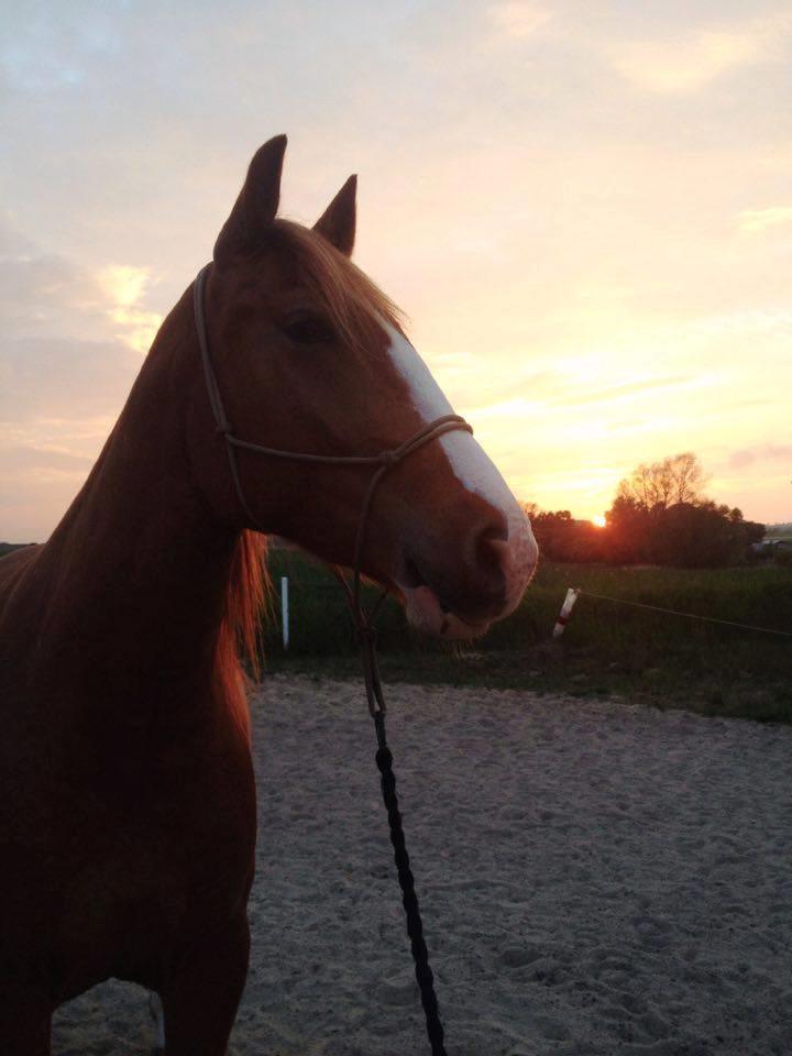 Frederiksborg - Prinsesse Tut (Musse) - We lose ourselves in the things we love. We find ourselves there too.  ♥  -  sommer 2016 billede 7