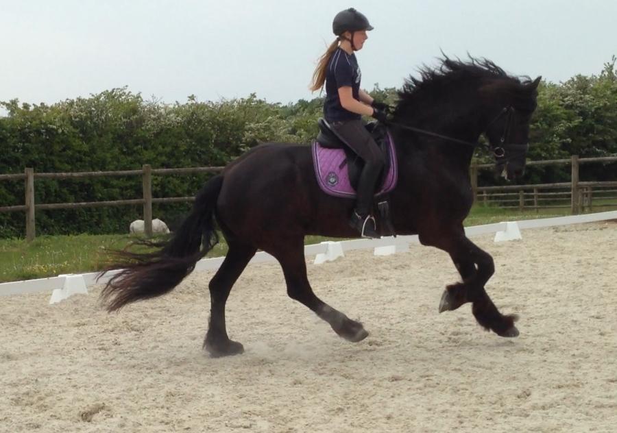 Frieser Alegro Ellemose  billede 2