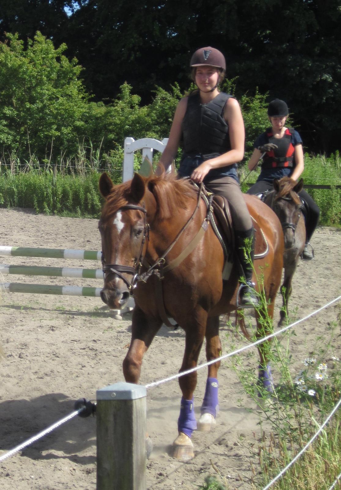 Dansk Varmblod Arabella (Bella) - Springning med Arabella :-) billede 5