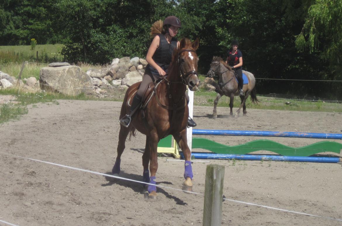 Dansk Varmblod Arabella (Bella) - Dejlig galop. billede 19