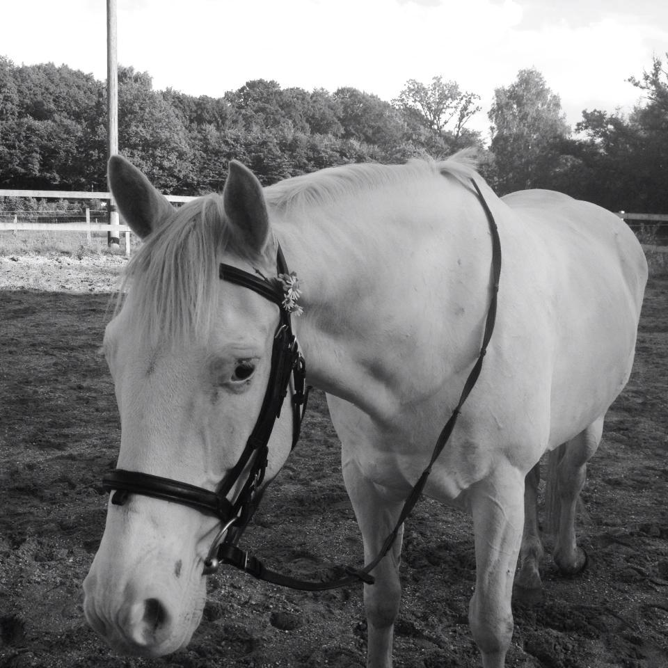 Knabstrupper Kolumbus af Hallundbæk billede 10