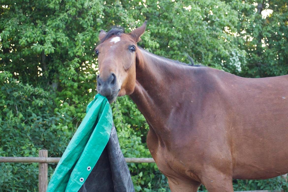 Dansk Varmblod Rosenlunds Benz  billede 13