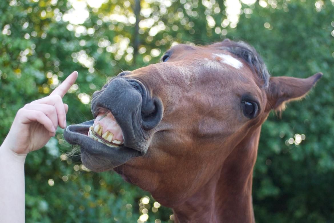 Dansk Varmblod Rosenlunds Benz  billede 8