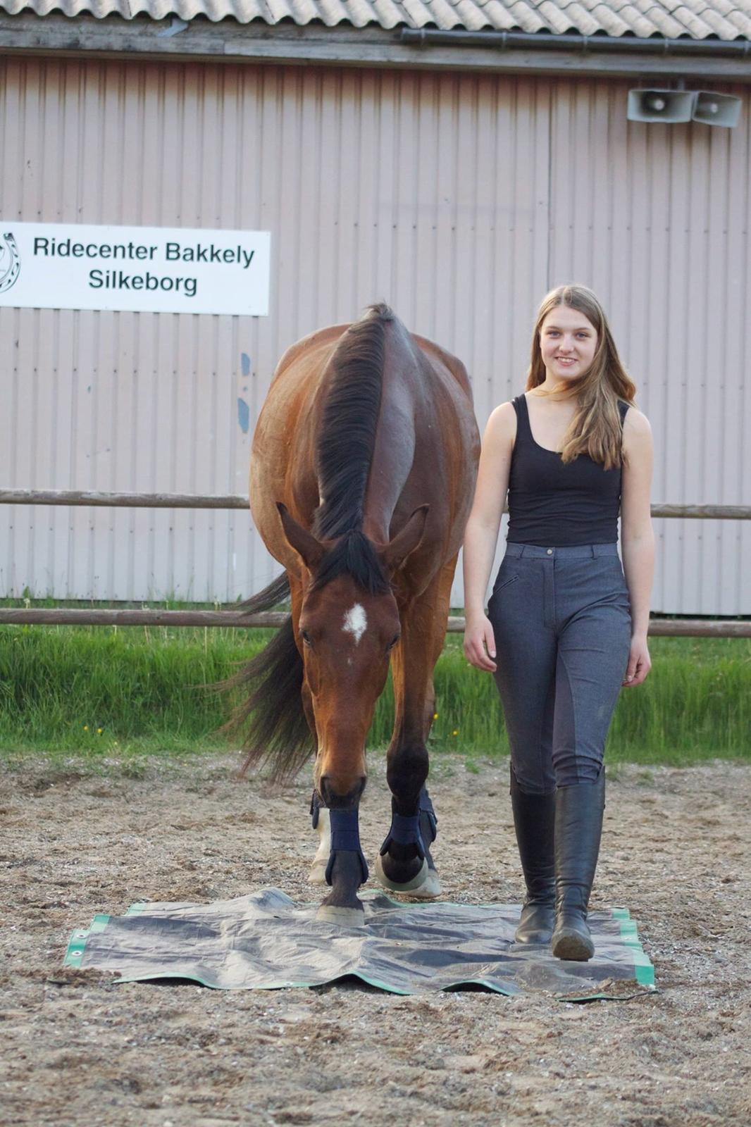 Dansk Varmblod Rosenlunds Benz  billede 14