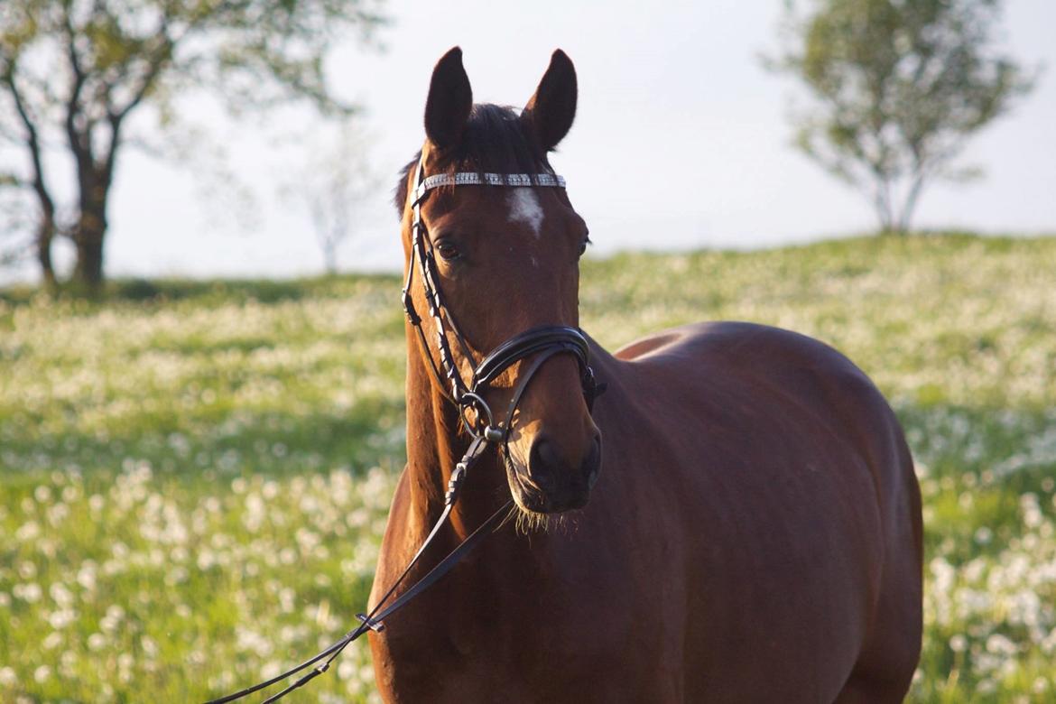 Dansk Varmblod Rosenlunds Benz  billede 7