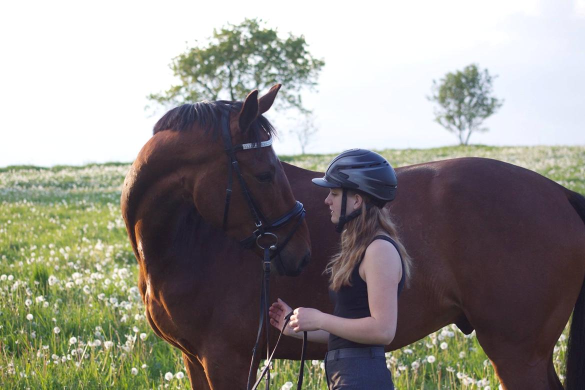 Dansk Varmblod Rosenlunds Benz  billede 15