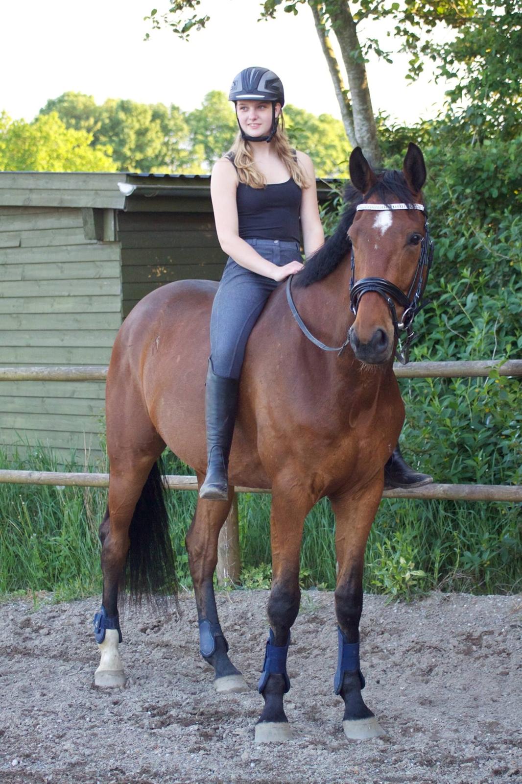 Dansk Varmblod Rosenlunds Benz  billede 2