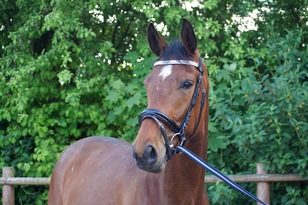 Dansk Varmblod Rosenlunds Benz  billede 1