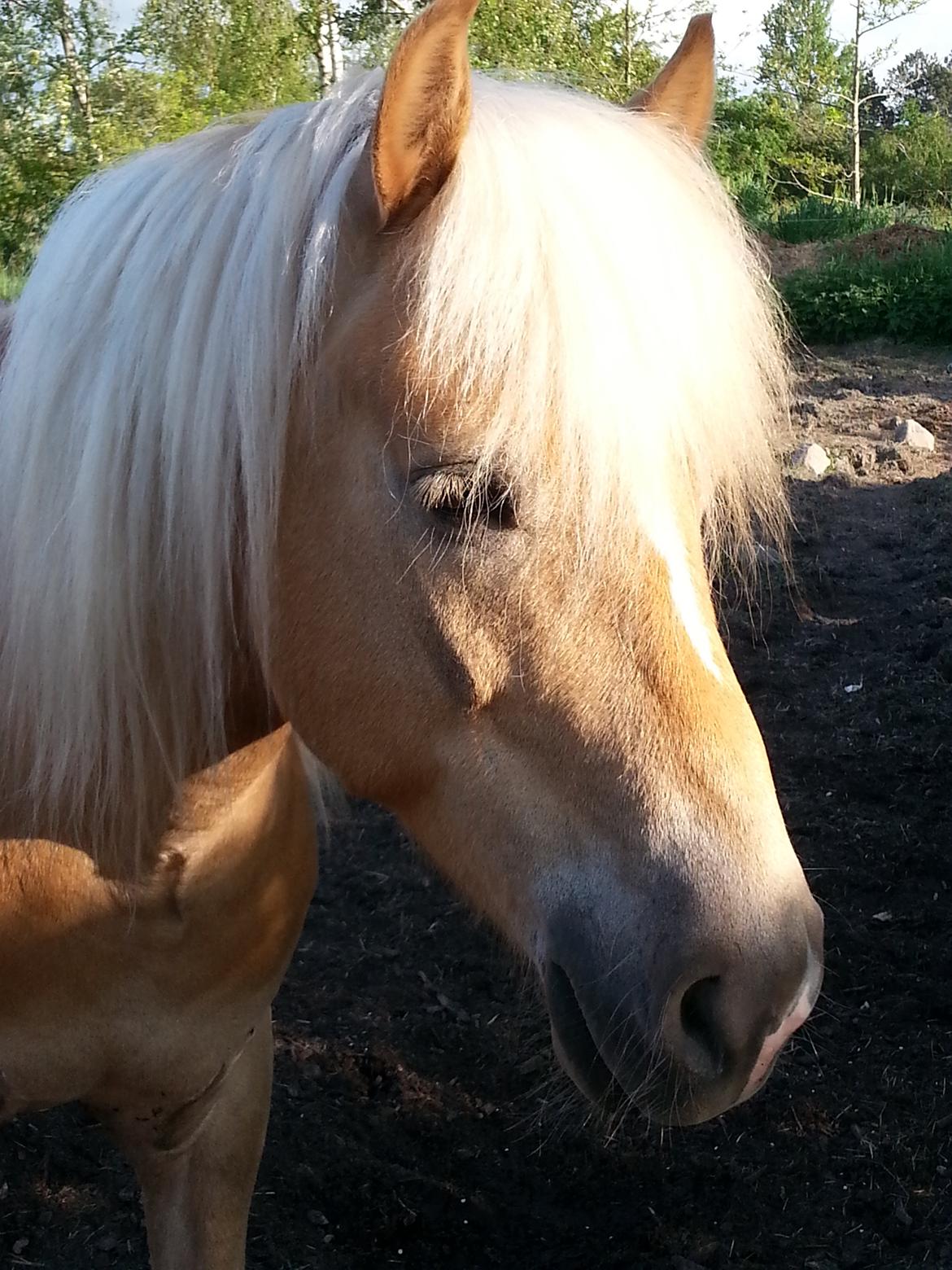 Tyroler Haflinger Walando  billede 1
